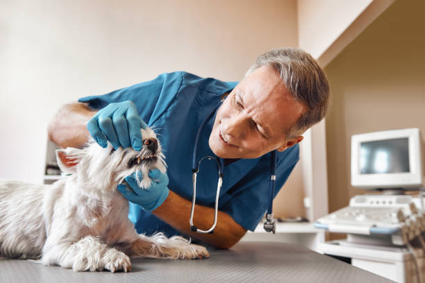 Best Same-Day Emergency Dentist in Boswell, PA